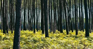 foret-bisca-pins foret-bisca-pins