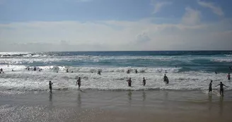 baignade-bisca-ocean-plage baignade-bisca-ocean-plage