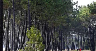 foret-bisca--bord-de-lac foret-bisca--bord-de-lac